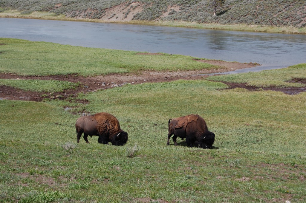 Bisonoxar vid Snake River