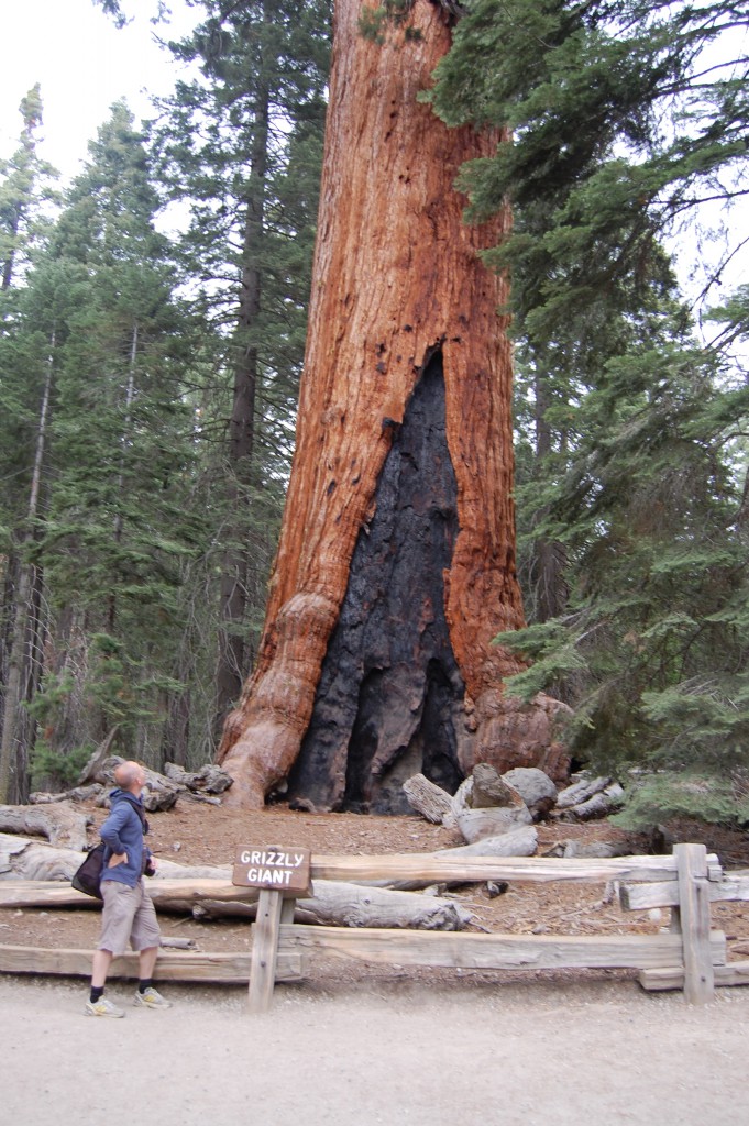 Jätteträd i Sequoa NP, CA